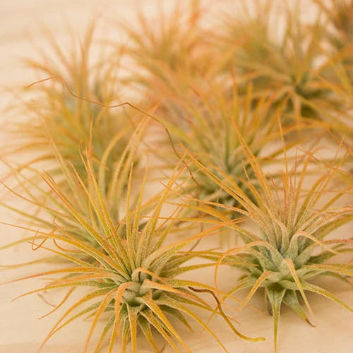 T. tectorum orange (enhance)