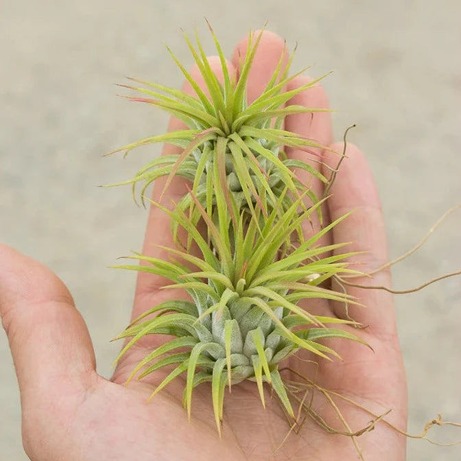 Ionantha Ron