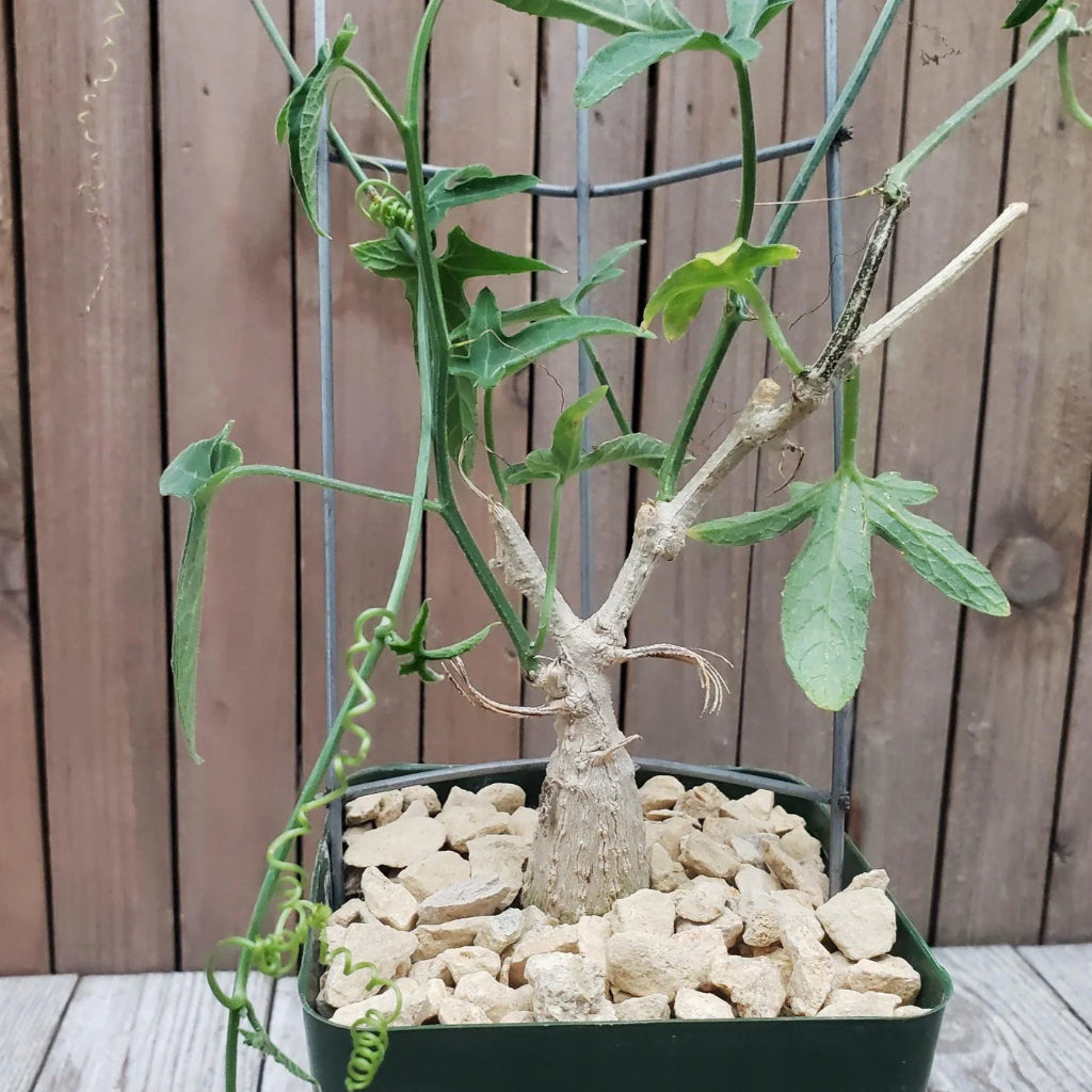 Ipomoea platensis - 4"