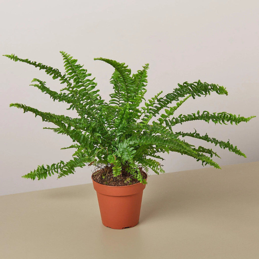 Nephrolepis ob. 'Jester's Crown' - 6"HB