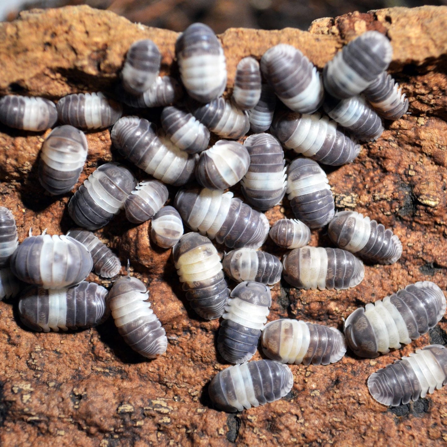 Isopods