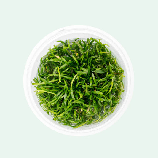 Lilaeopsis brasiliensis - TC