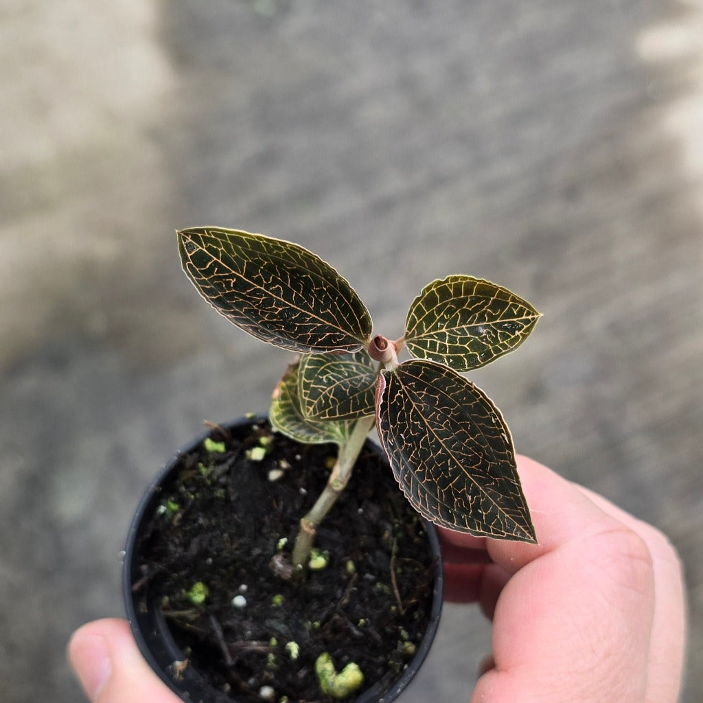 Ludisia discolor Electric  Eel' - 2