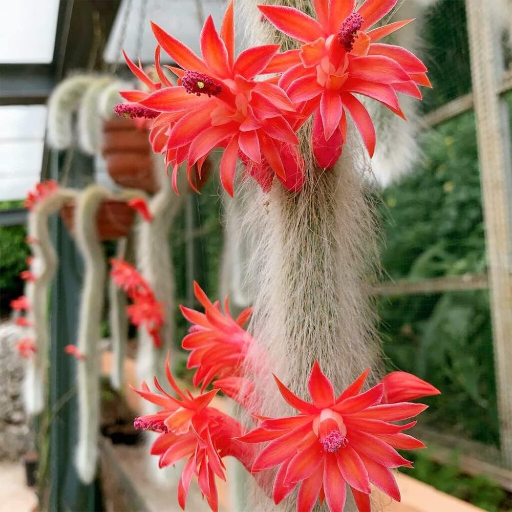 Cleistocactus winteri ssp. colademononis - 2"