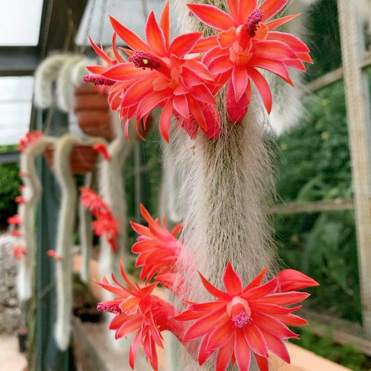 Cleistocactus winteri ssp. colademononis - 2"