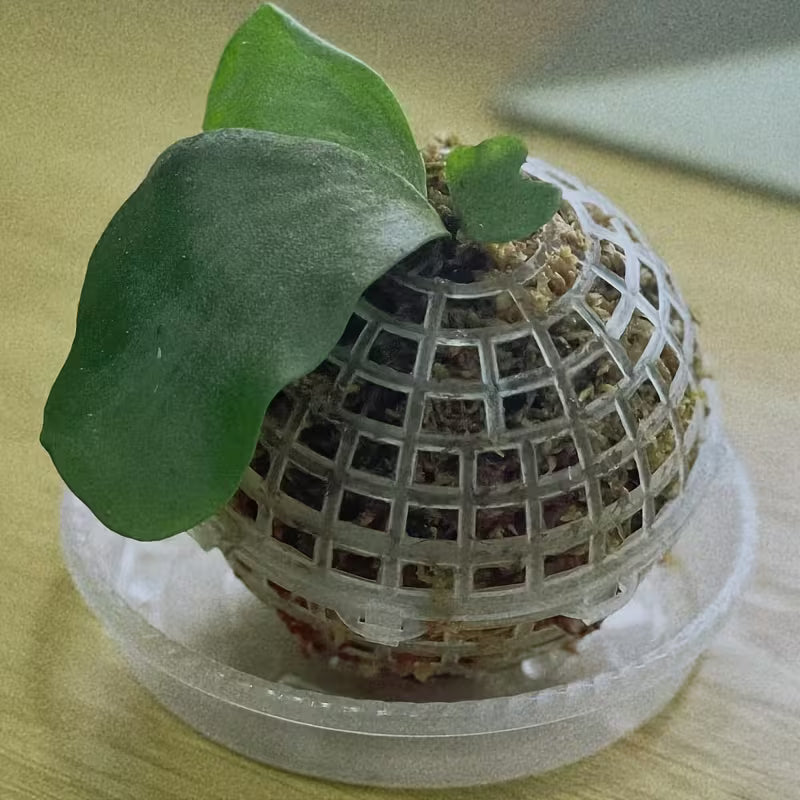 Moss Ball Holder