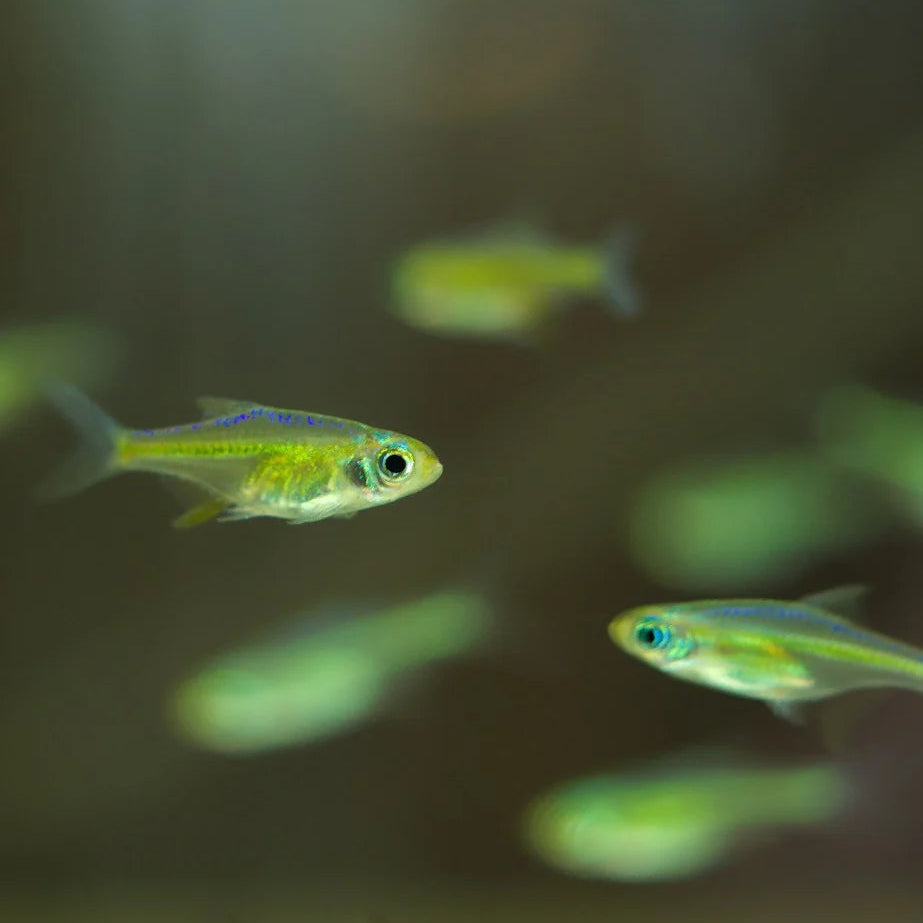 Green Neon Rasbora
