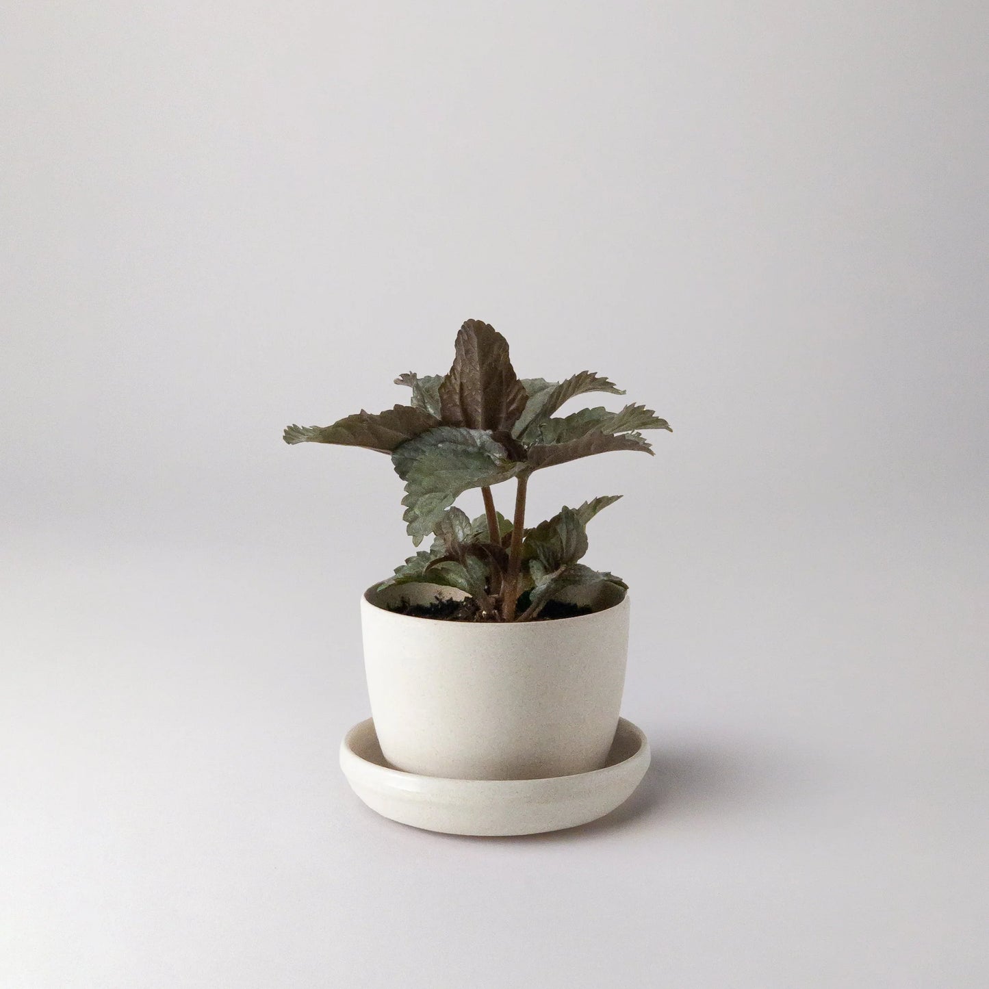 Mini essence Pots - 3"