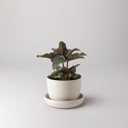 Mini essence Pots - 3"