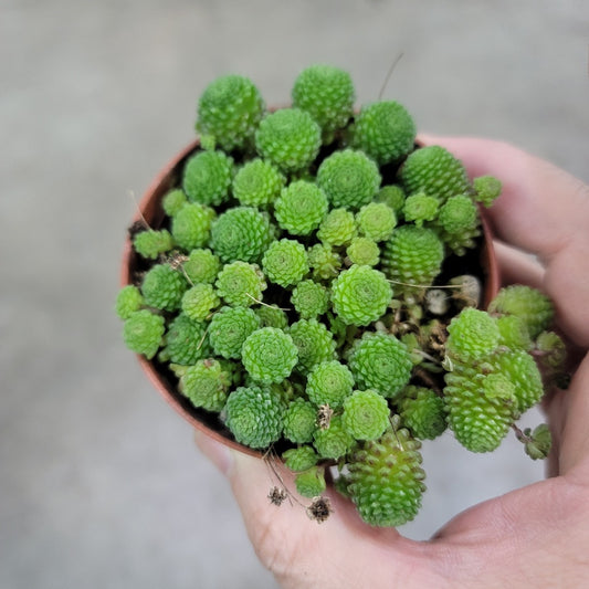 SMALL PLANTS - Monanthes Polyphylla - 3"