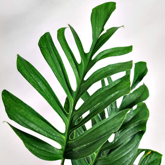 Monstera pinnatipartita - 8"