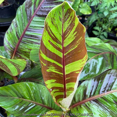 Musa sikkimensis 'Ever Red' - 4"