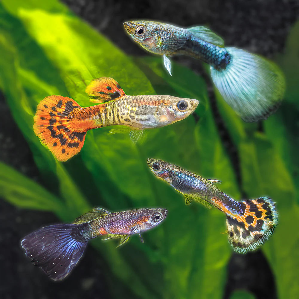 Fancy Guppy Male - Assorted