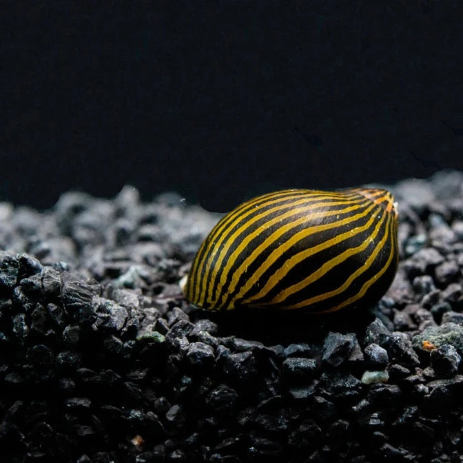 Nerite Snail - Zebra