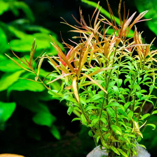 Narrow Leaf Ludwigia - bunch