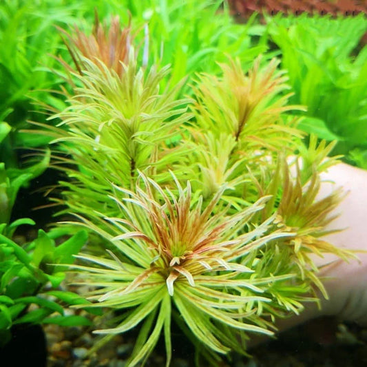 Cuban Ludwigia - bunch