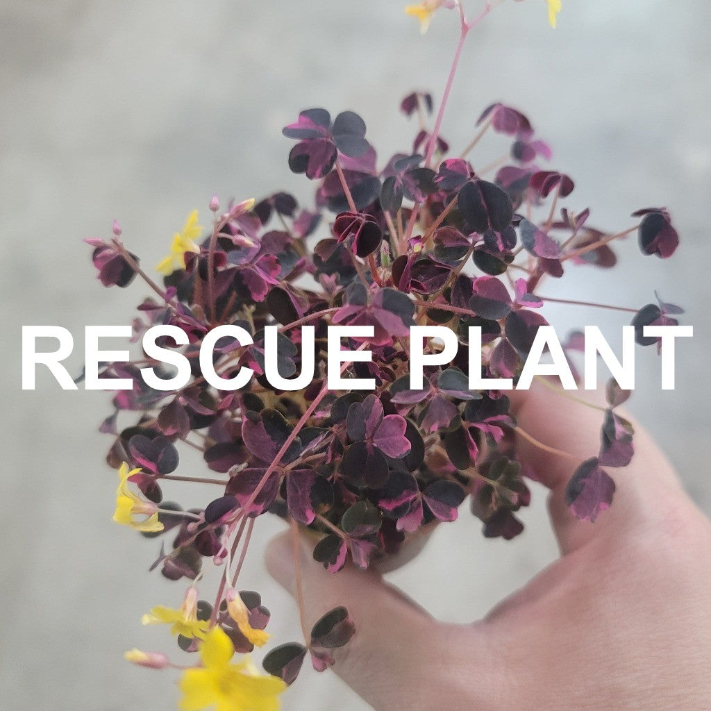 Oxalis 'Plum Crazy'- 2" (rescue)
