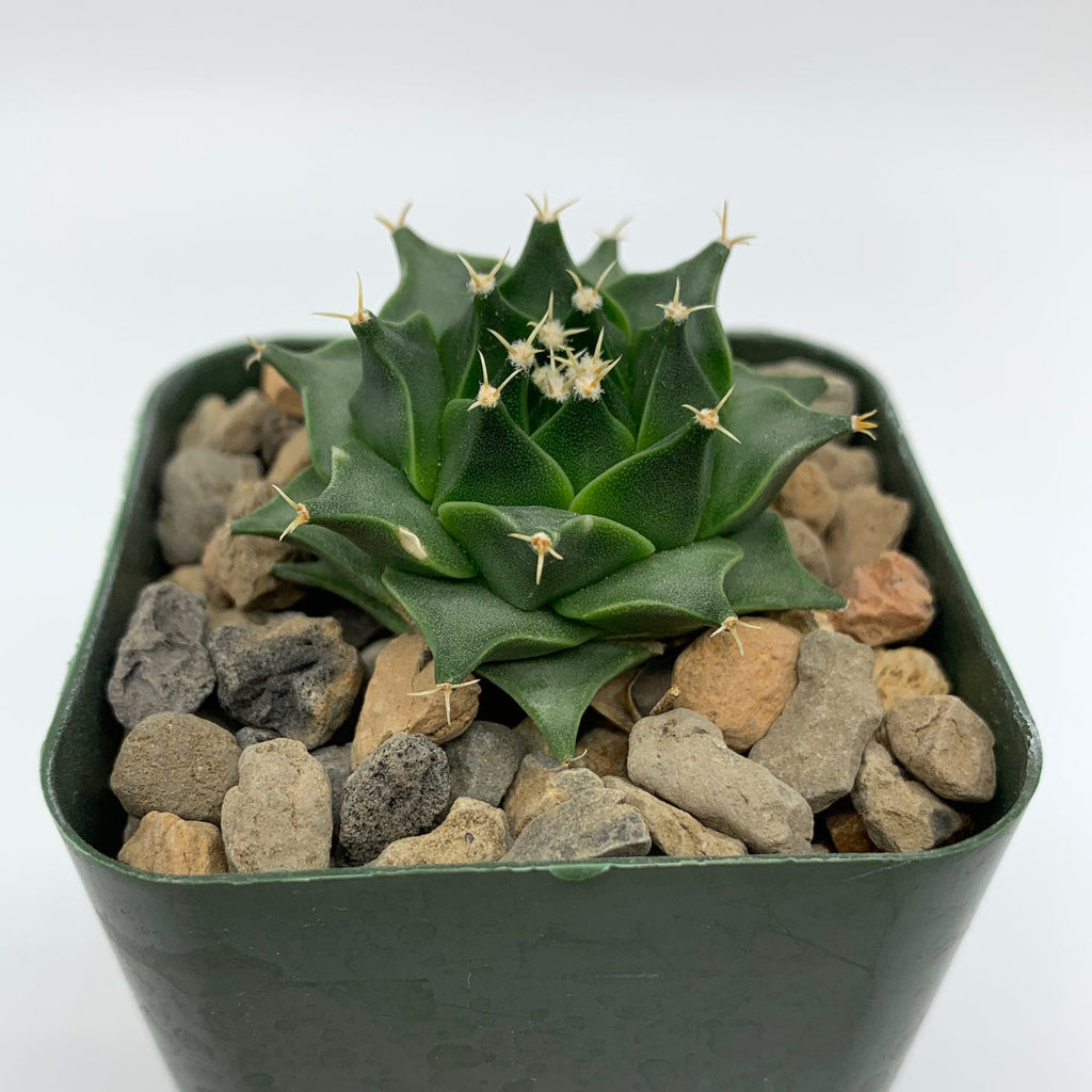 Obregonia denegrii - 4"