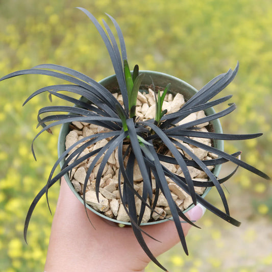 Ophiopogon planiscapus 'Nigrescens' - 3.5"