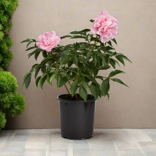 Peony - assorted - 12"