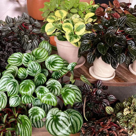 Peperomia Assorted - 4"