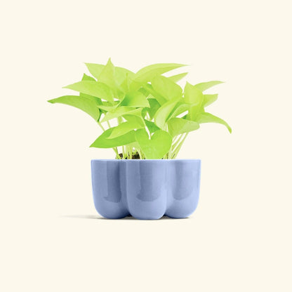 Petal Planter