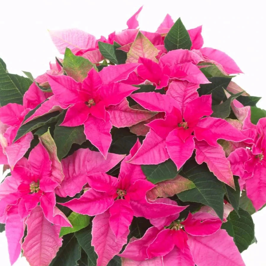 Poinsettia - Princettia Hot Pink - 4