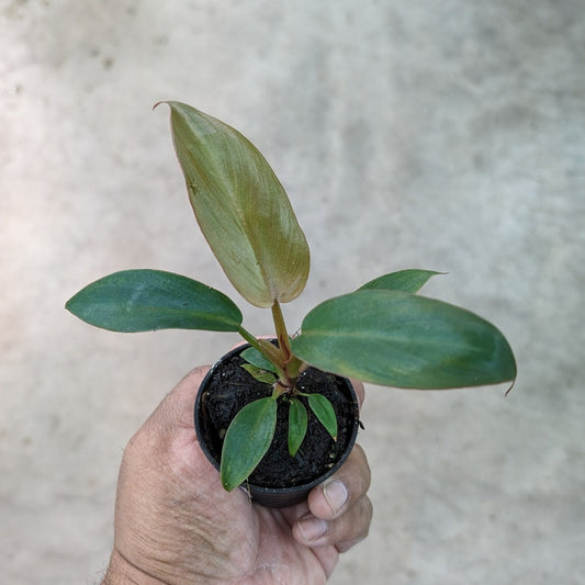Philodendron 'Florida Bronze' - 2"