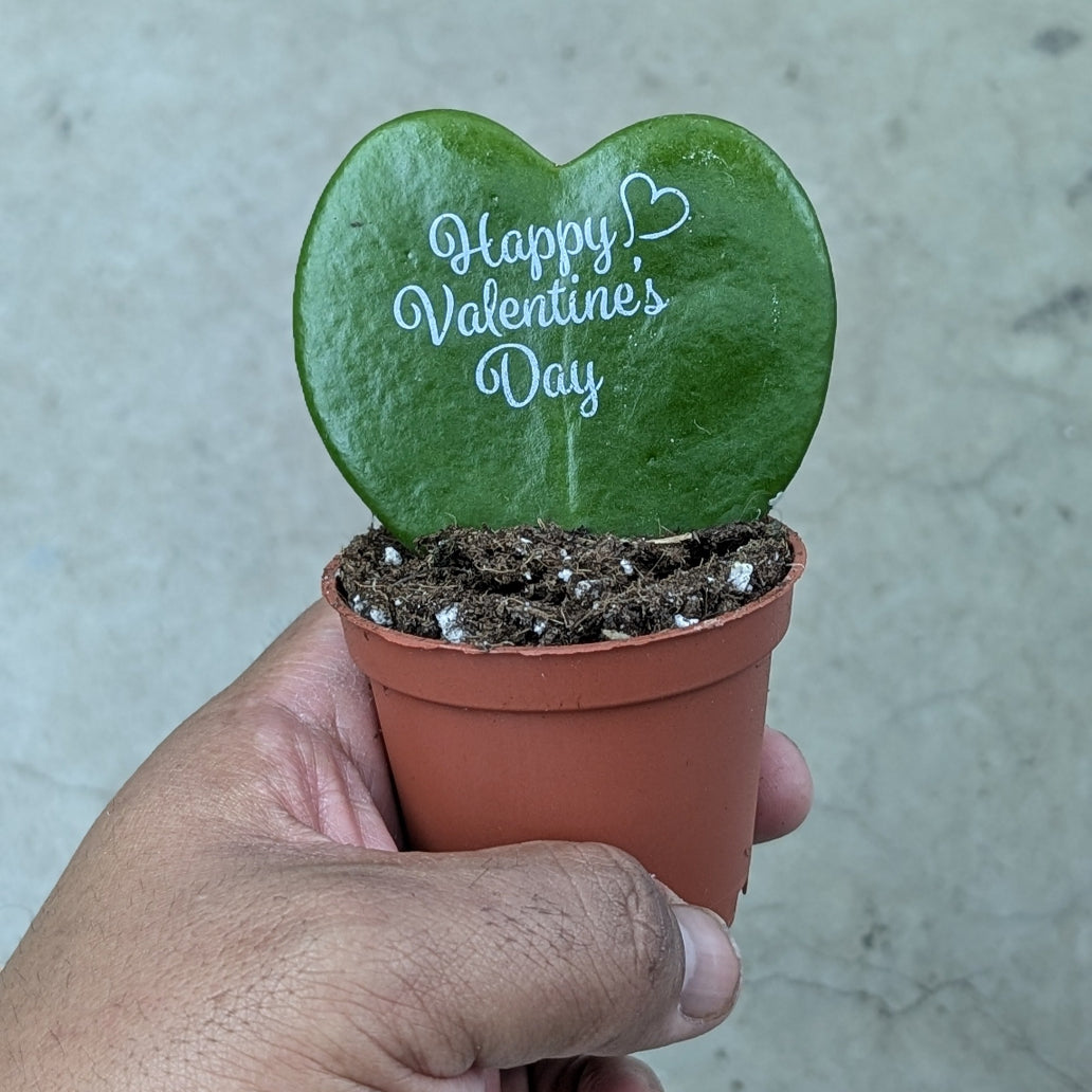 Hoya kerrii - Single Leaf - Happy VDay