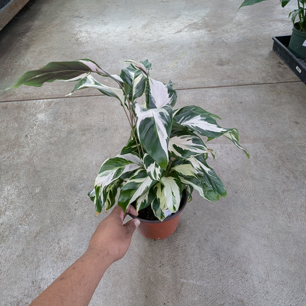 Calathea 'Stella' - 6