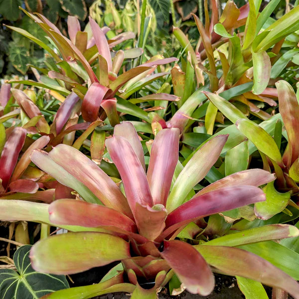 Neoregelia 'Fireball' - bare root