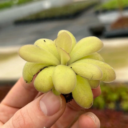 Pinguicula agnata x potosiensis - 3.5"