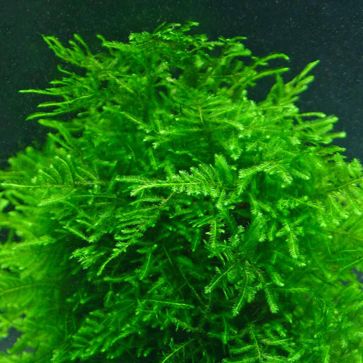 Taxiphyllum peacock moss - portion