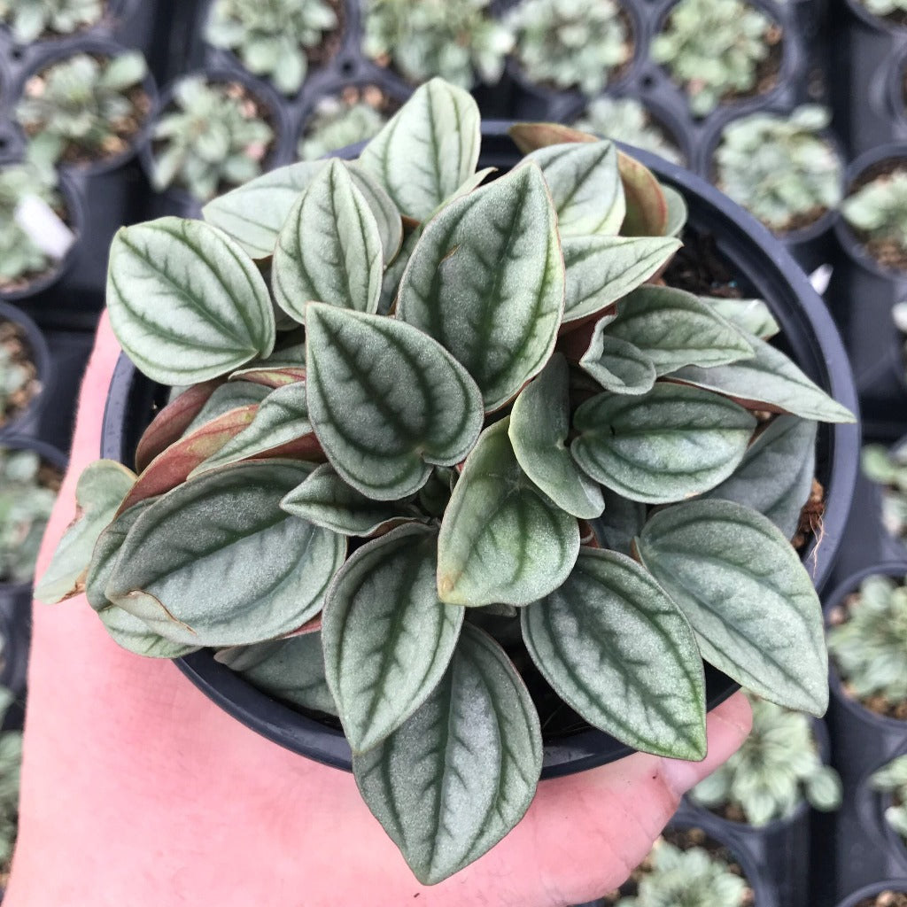 Peperomia caperata 'Napoil Nights' - 4