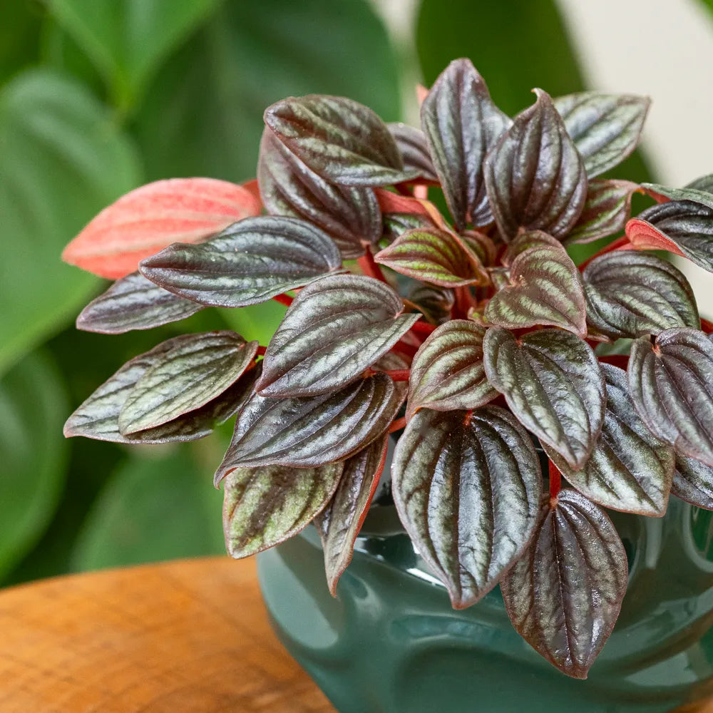 Peperomia caperata 'Lima' - 4"