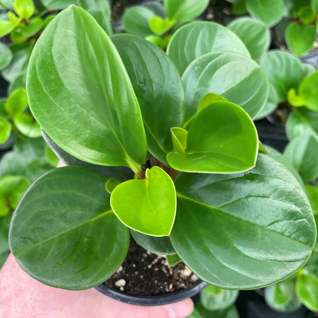 Peperomia obtusifolia 'Obtipan Green' - 4"