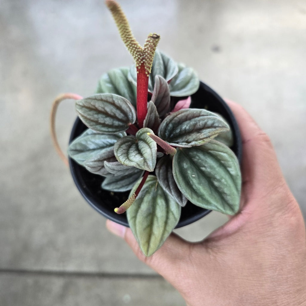 Peperomia 'Santorini' - 4