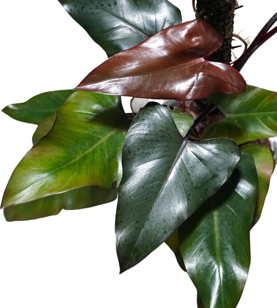 Philodendron erubescens 'Dark Lord' - 2 gallon