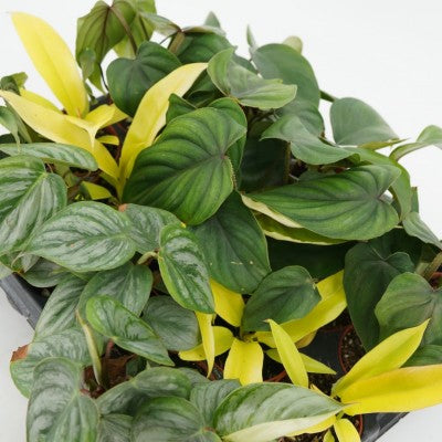 Philodendron assorted - 2"