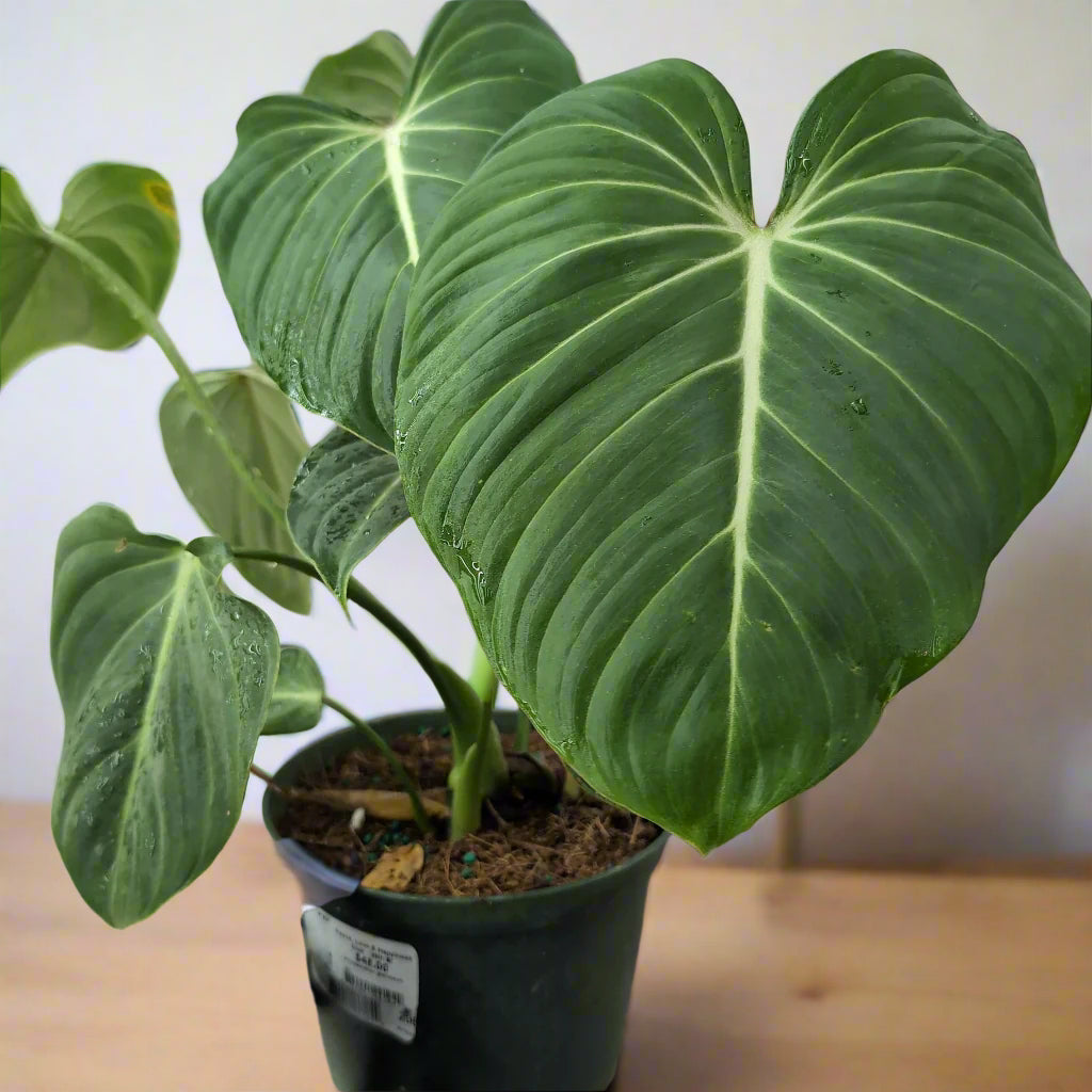 Philodendron gloriosum - 6"