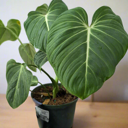 Philodendron gloriosum - 6"