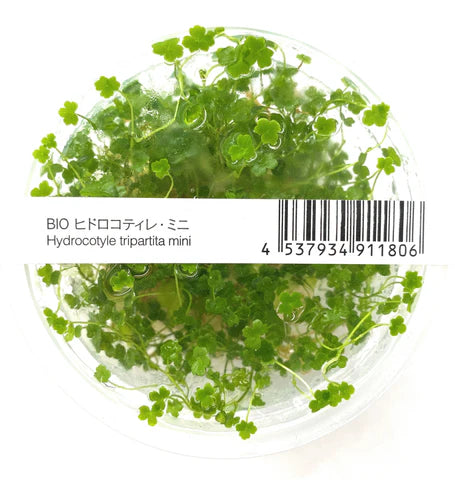 Hydrocotyle tripartita mini - ADA