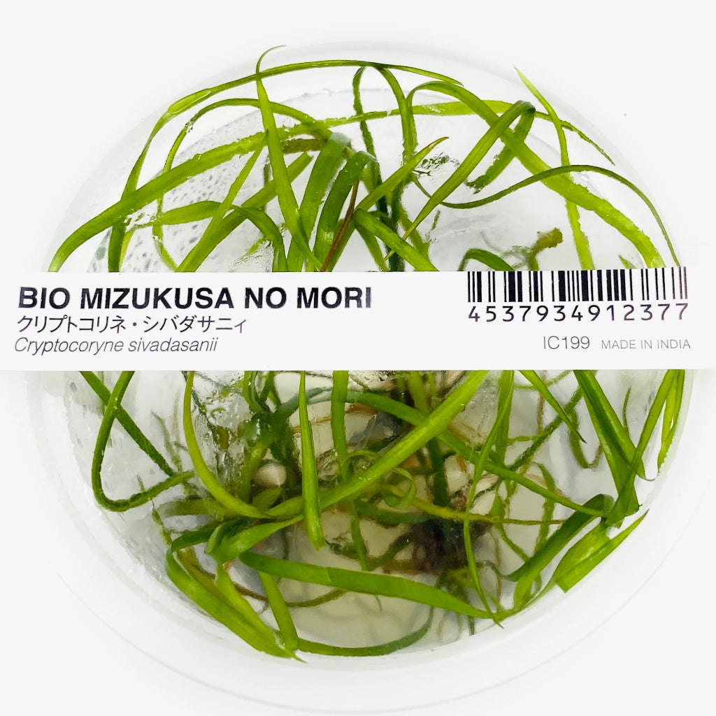 Cryptocoryne Sivadasanii - TC