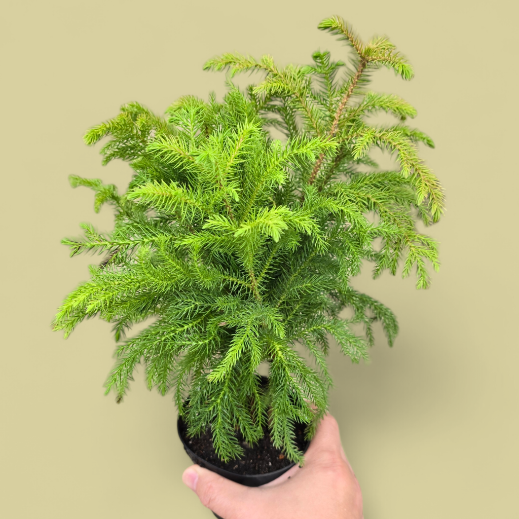 Araucaria heterophylla - 4