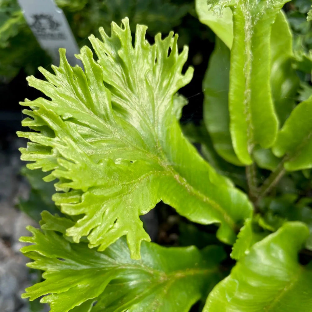 Asplenium scolopendrium ‘Furcata' - 3.5"