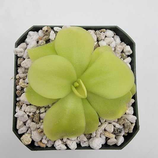 Pinguicula moranensis 'Tina' - 2"