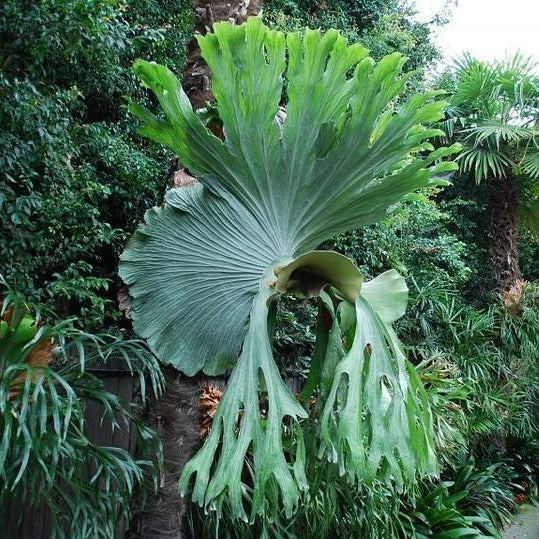 Platycerium superbum - 6" (mounted)