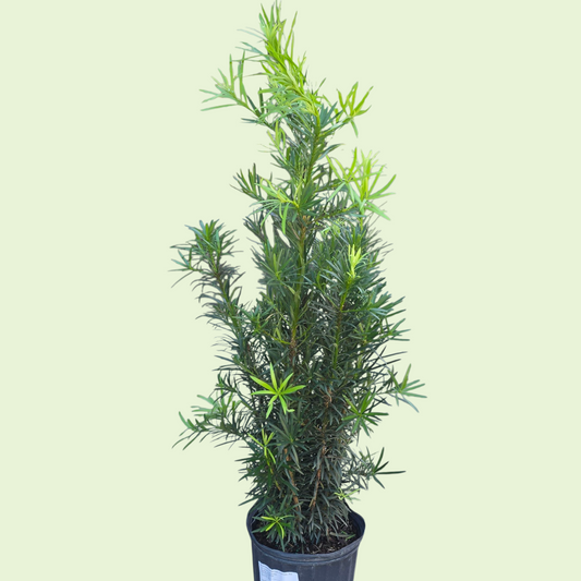 Podocarpus macrophyllus 'Maki' - 10"