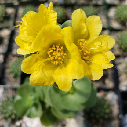 Portulaca molokiniensis - 2"