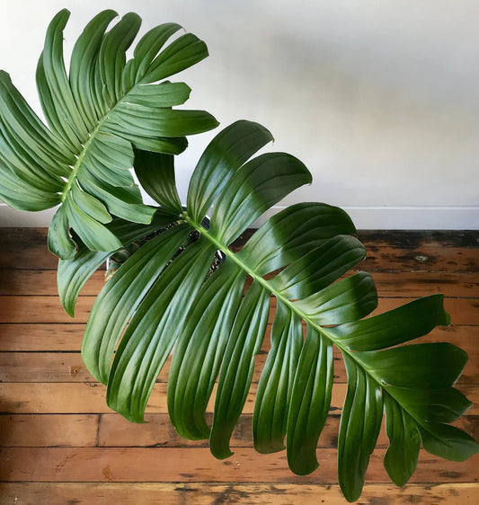 Rhaphidophora decursiva - 2.5"